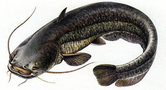 Карелия рыба