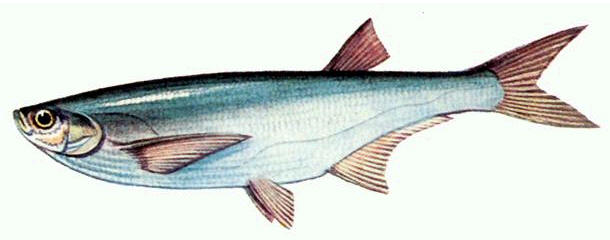 Рыба рисунок фото