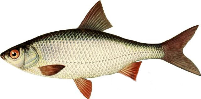 Рыба в Карелии названия