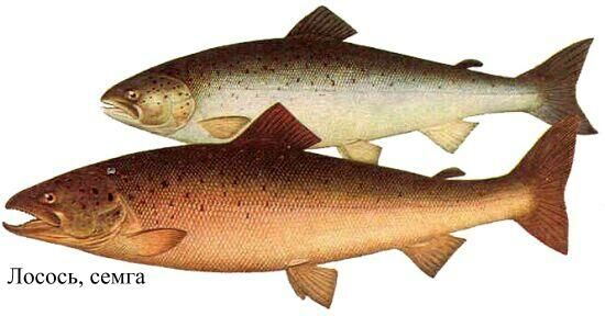 Породы рыб Карелии с фото