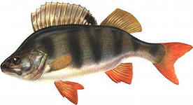 Речная рыба Карелии фото