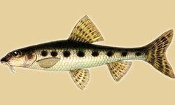Рыба Карелии фото