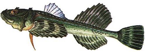 Рыба Карелии