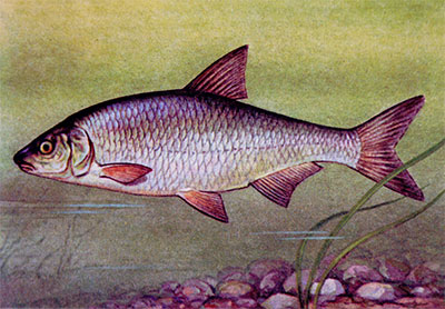 Рыба в Карелии фото